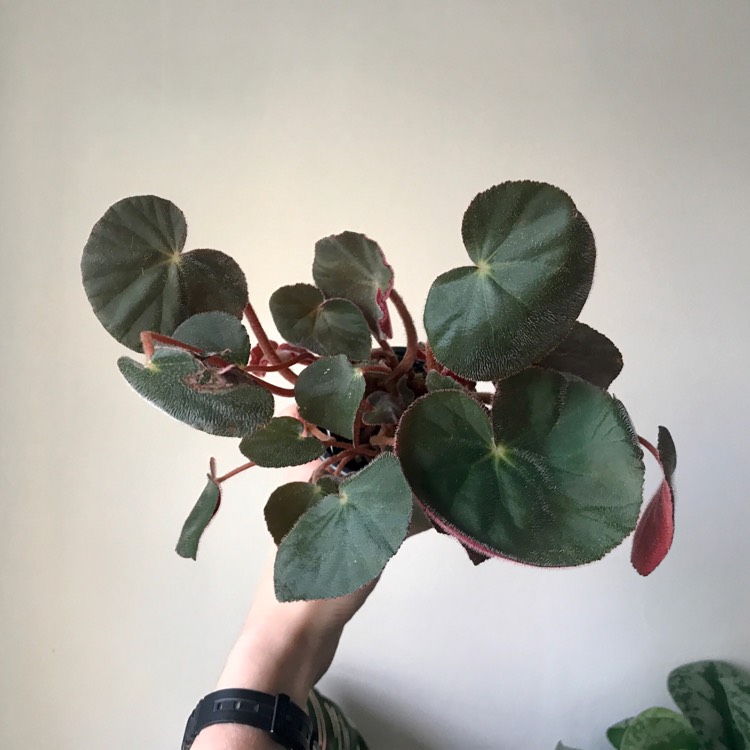 plant image 1139164