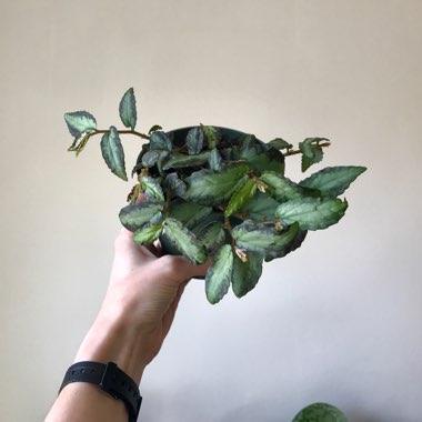 Rainbow Vine 