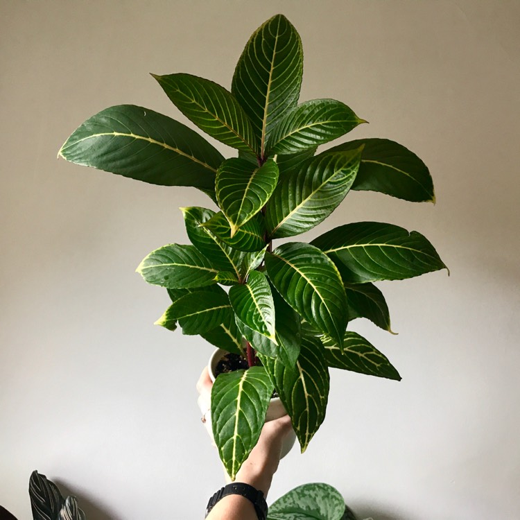 Plant image Sanchezia nobilis