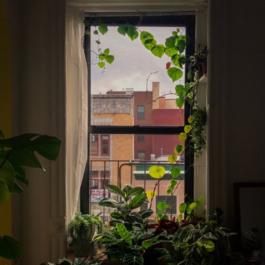 Nicole's garden