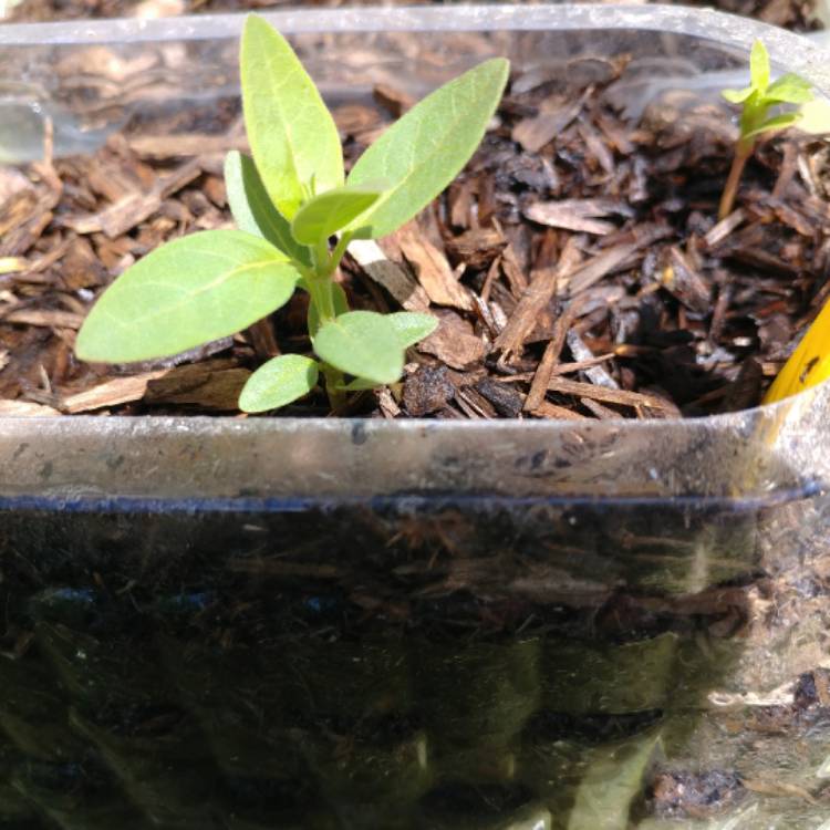 plant image 400661