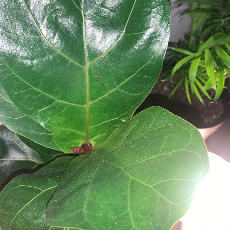 Plant image Ficus Lyrata Bambino