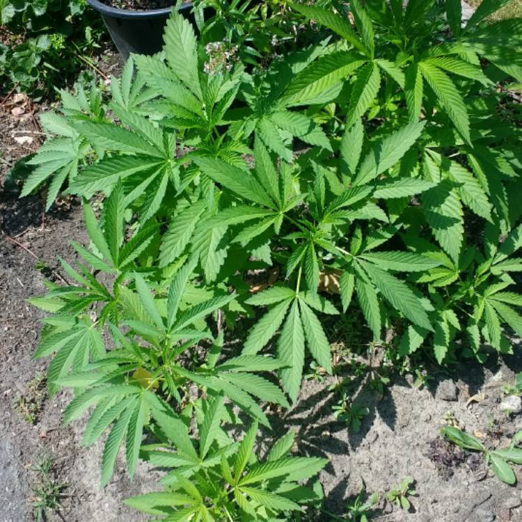 Plant image Cannabis sativa