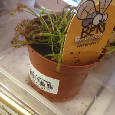 Cape Sundew
