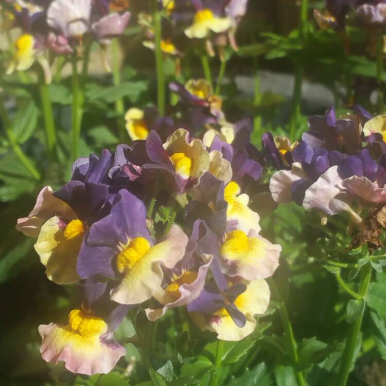 Plant image Nemesia Aroma 'Plums and Custard'