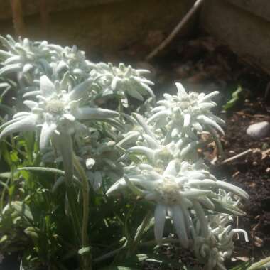 Edelweiss
