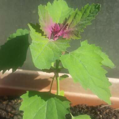 Tree Spinach