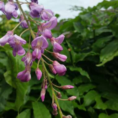 Japanese Wisteria