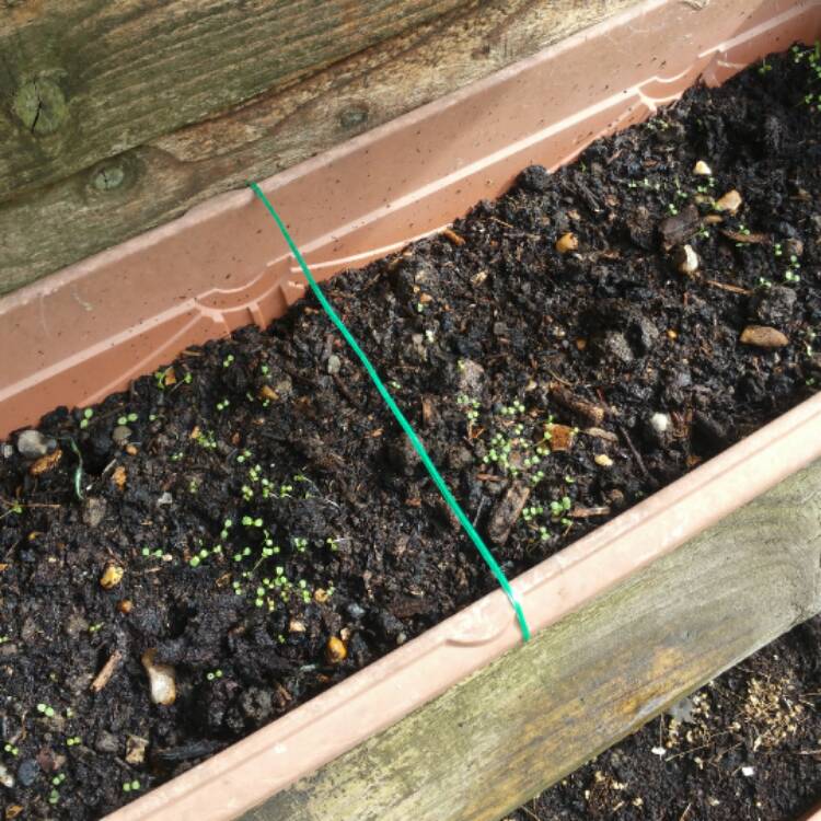 plant image 477576