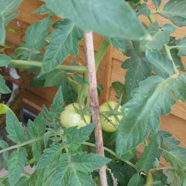 Bush Tomato 'Terenzo' (Cherry Tomato)