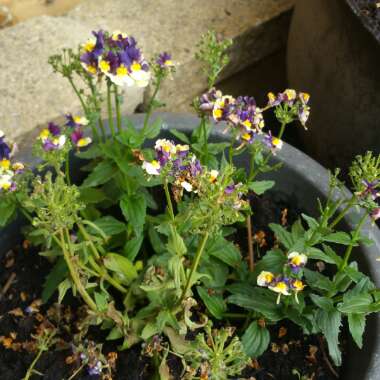Nemesia 'Plums And Custard'