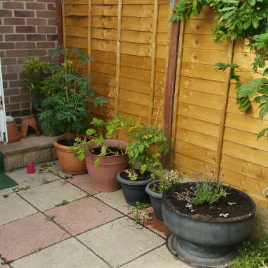 Dean's garden