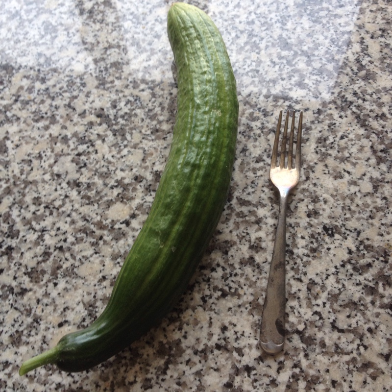 Plant image Cucumis sativus 'Burpless'