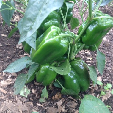 Capsicum 'New Ace'