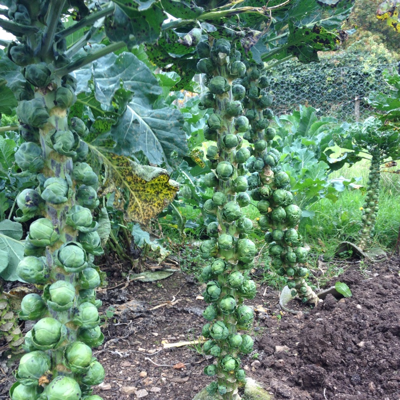 plant image 34309