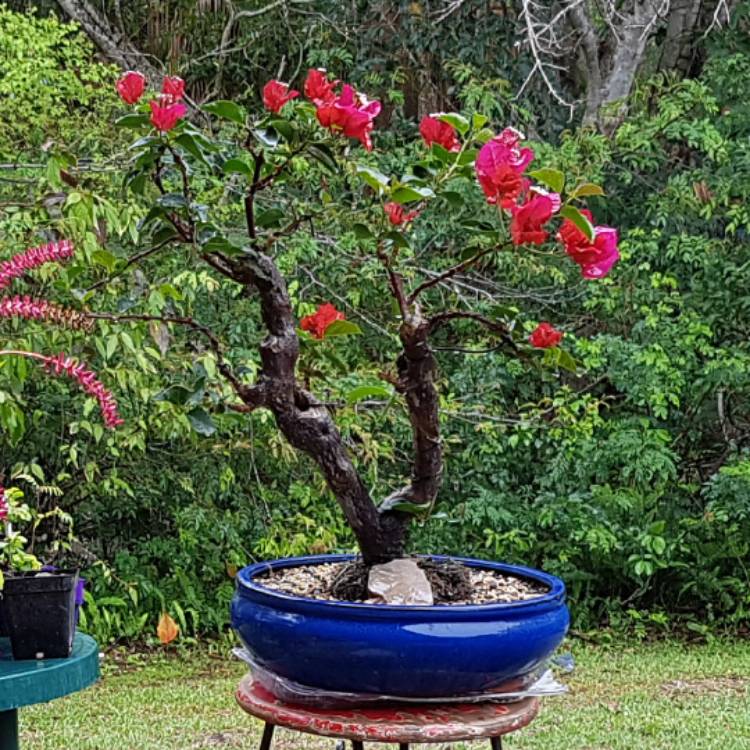 Plant image Bougainvillea 'Scarlet O'Hara'