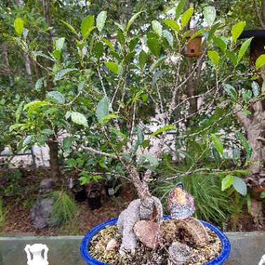 Ficus microcarpa (Bonsai)