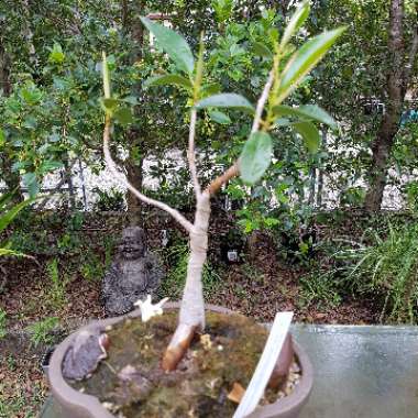 Ficus Rubiginosa Bonsai,