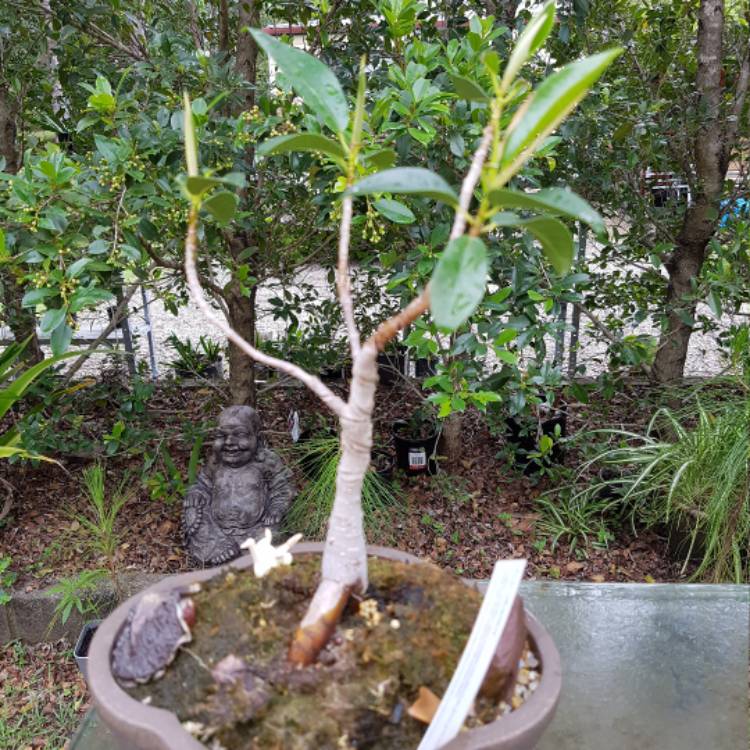 plant image 568441