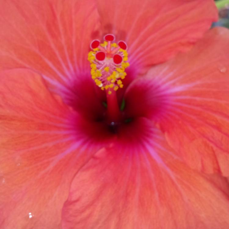 Plant image Hibiscus 'Summer in Paradise'