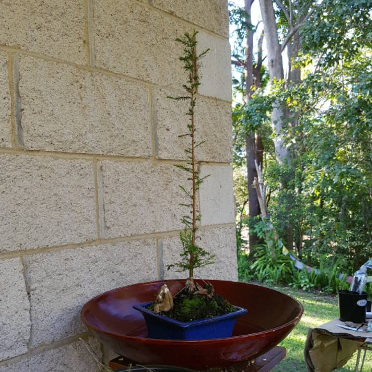 Plant image Taxodium distichum