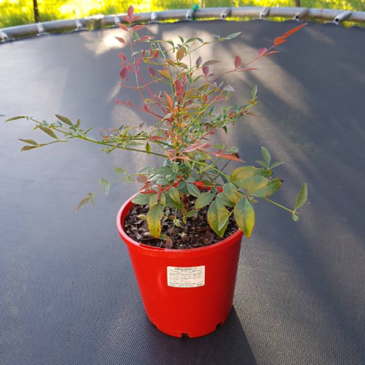 Plant image Nandina domestica 'Obsessed'