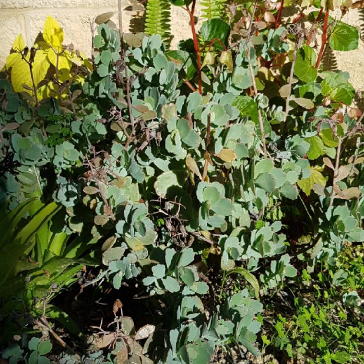 Plant image Bryophyllum fedtschenkoi