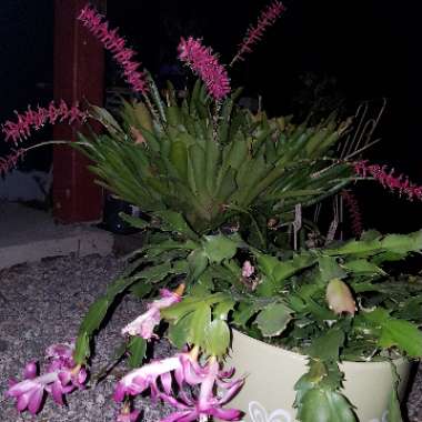 Aechmea gamosepala