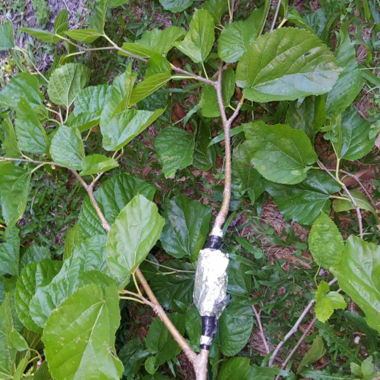 Plant image Morus