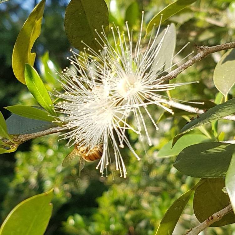 Plant image Syzygium