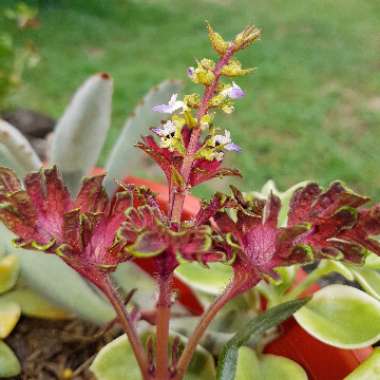 Plectranthus scutellarioides 'Coral Ruffles'