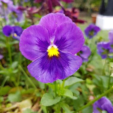 Viola x wittrockiana