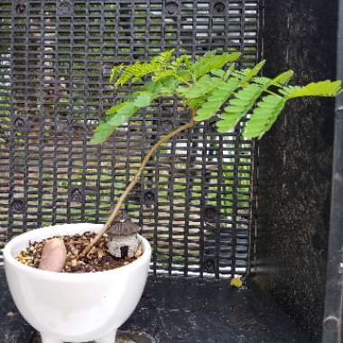 Delonix regia