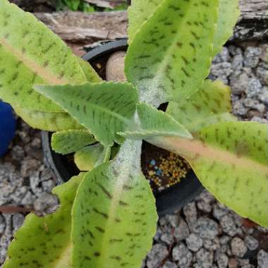 Kalanchoe