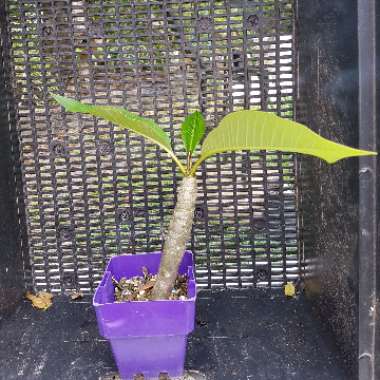 Frangipani