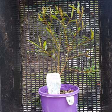 Holly-leaved hovea