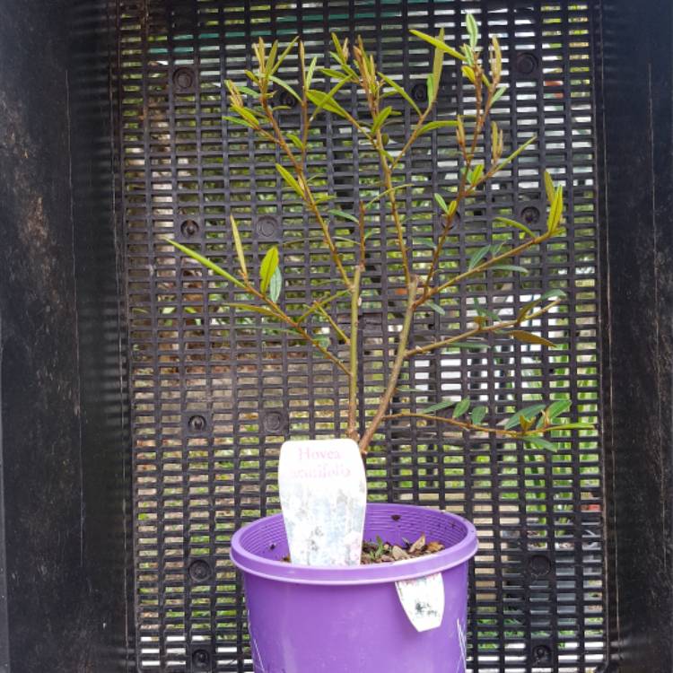 plant image 575375