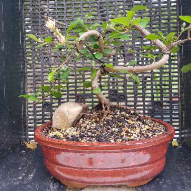 Deb's garden