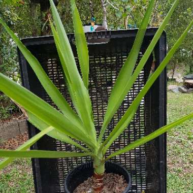 Yucca