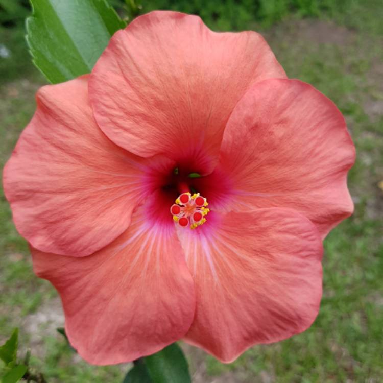plant image 578466