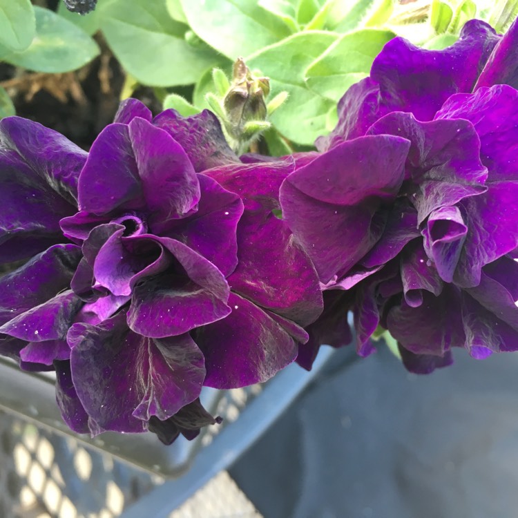 Plant image Petunia 'Belinda'
