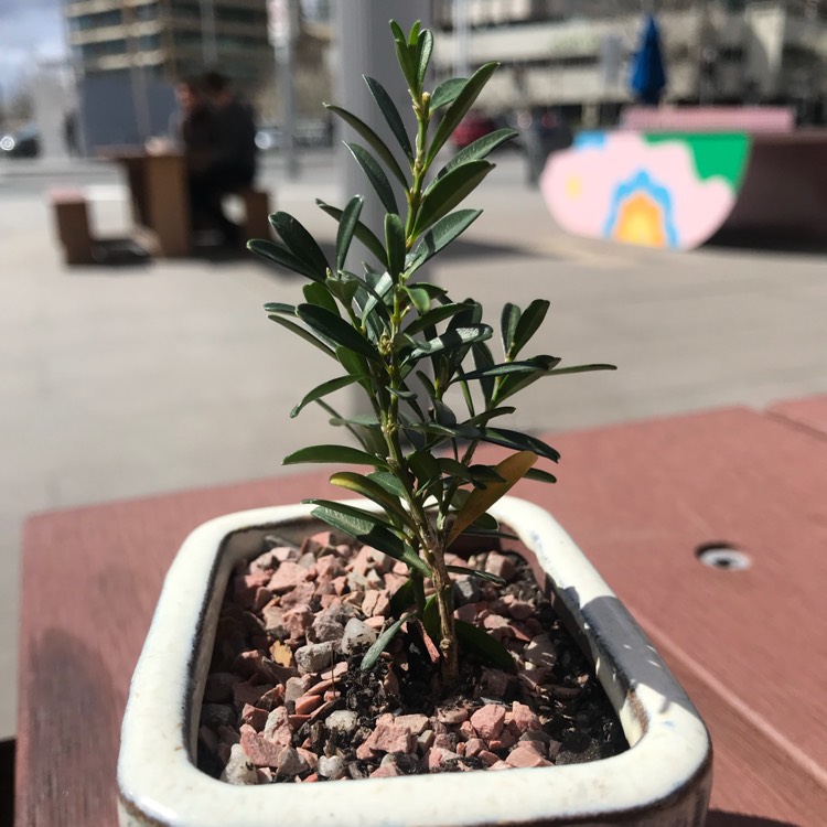 Plant image Buxus Harlandii
