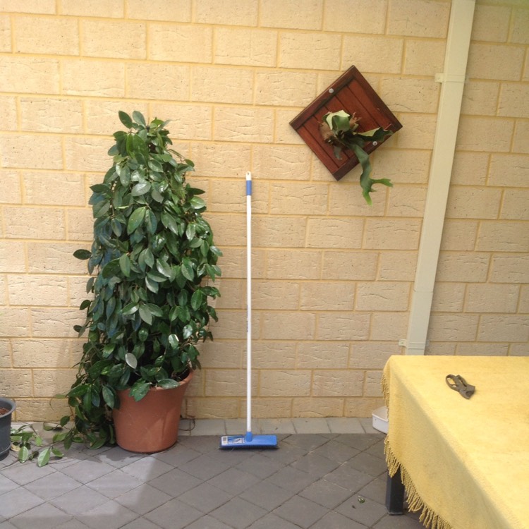 plant image 269578
