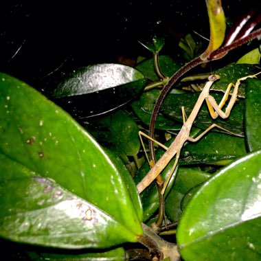 Wax Plant