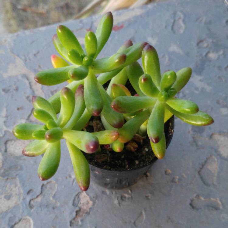 plant image 603260 plant image 603260