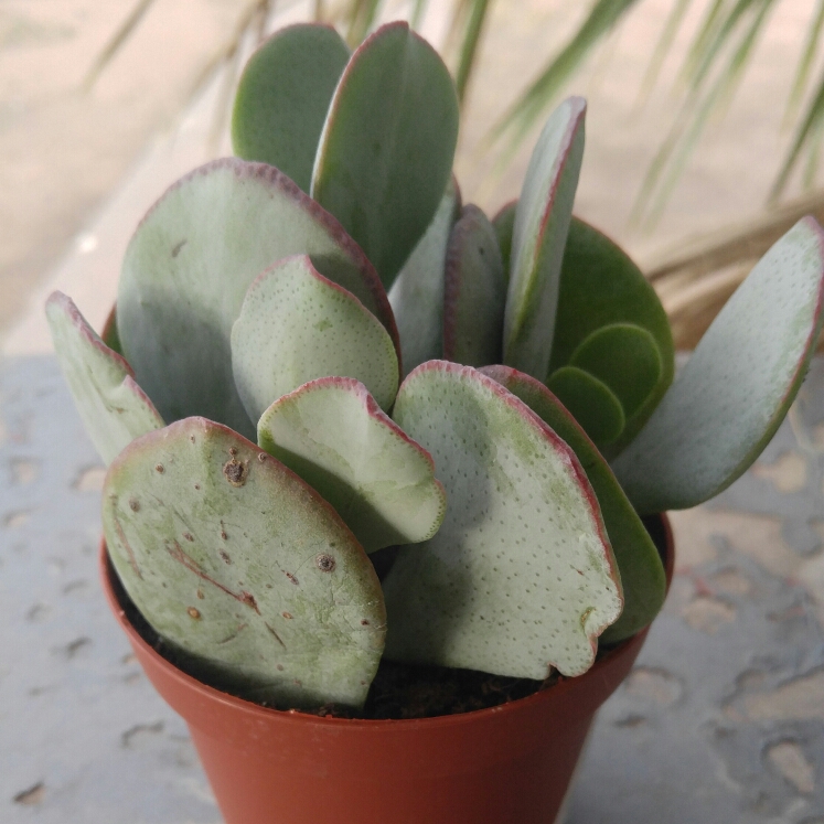 plant image 626395 plant image 626395