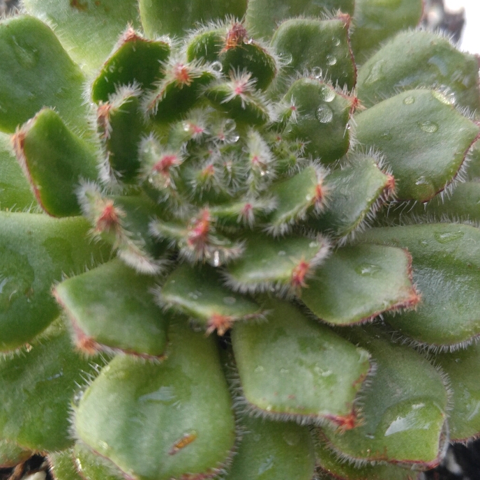 plant image 650137 plant image 650137