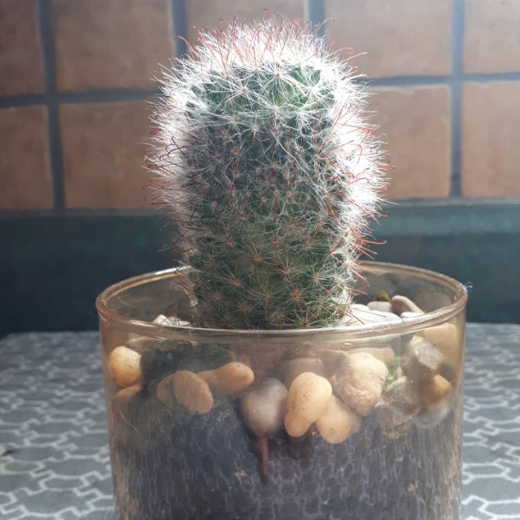 plant image 1053202
