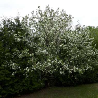 Noemie's garden