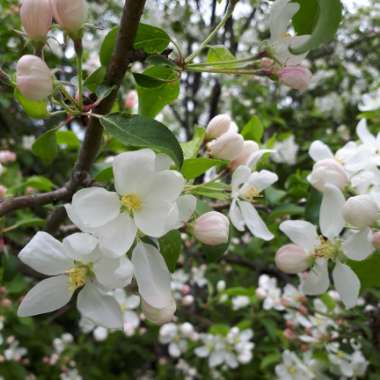 Noemie's garden
